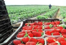 El éxito de las Fresas de Huelva El éxito de las Fresas de Huelva