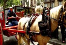 Se acaban los paseos en carrozas de caballos en Barcelona Se acaban los paseos en carrozas de caballos en Barcelona