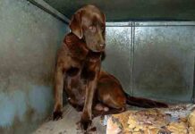 Encuentran 38 cachorros enfermos en una tienda de Barcelona 38 cachorros enfermos en una tienda de Barcelona