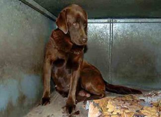 Encuentran 38 cachorros enfermos en una tienda de Barcelona 38 cachorros enfermos en una tienda de Barcelona