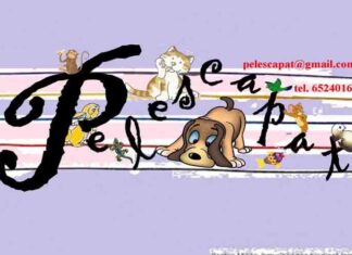 Como convertirse en un padre adoptivo de animales Como convertirse en un padre adoptivo de animales