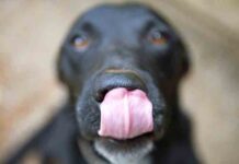 Alimentos peligrosos para perros Alimentos peligrosos para perros