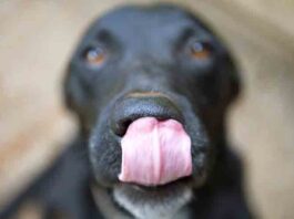 Alimentos peligrosos para perros Alimentos peligrosos para perros
