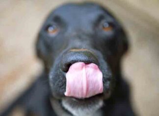Alimentos peligrosos para perros Alimentos peligrosos para perros