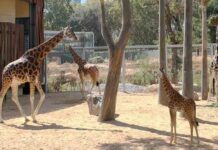 Cambios en el Zoológico de Barcelona Cambios en el Zoologico de Barcelona
