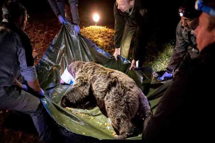 Claverina la oso pardo francesa, en los pirineos