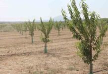 El sur de España se seca, y los agricultores se reinventan El sur de España se seca, y los agricultores se reinventan