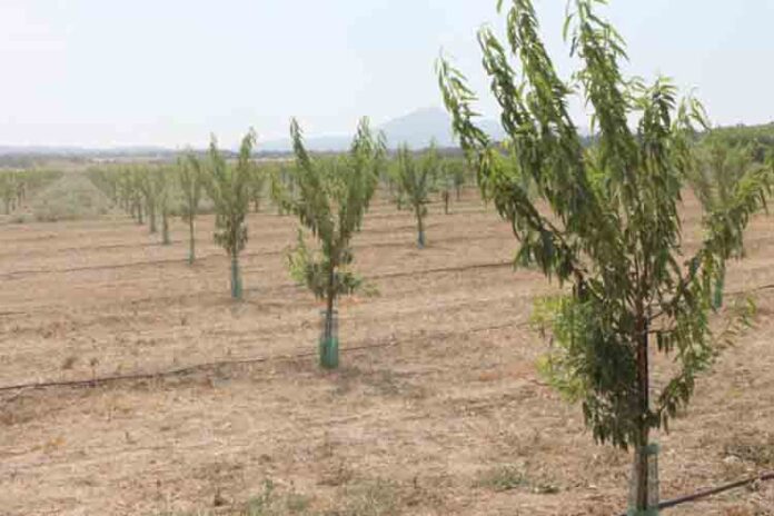 El sur de España se seca, y los agricultores se reinventan