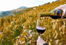 Saborea el arte del buen vino en Catalunya Saborea el arte del buen vino en Catalunya