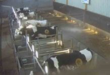 Una granja francesa hace agujeros en el estómago de las vacas