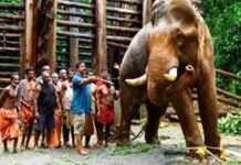 En un rincón de la India, dos mundos se enfrentan por un elefante En un rincón de la India, dos mundos se enfrentan por un elefante