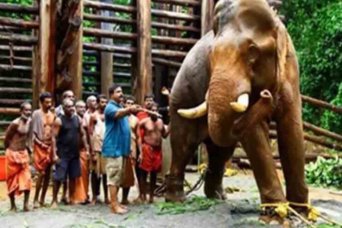 En un rincón de la India, dos mundos se enfrentan por un elefante