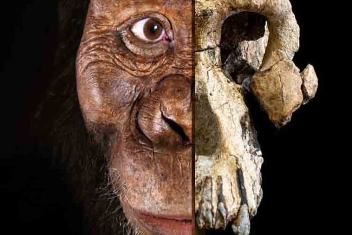 Hallado el cráneo de un Australopithecus Anamensis en Etiopia