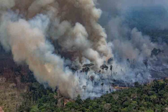 Michael Shellenberger de Forbes engaña con los incendios de Amazonas
