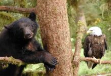 Trump pretende abrir el bosque tropical de Alaska a la explotación corporativa Trump pretende abrir el bosque tropical de Alaska a la explotación corporativa