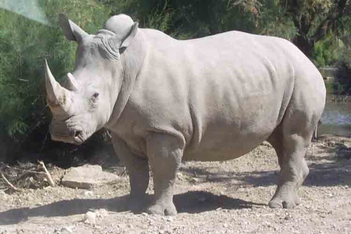 Crean con éxito dos embriones de rinoceronte blanco del norte
