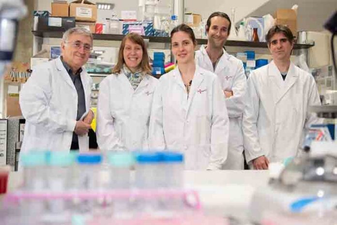 Descubren las bases moleculares de la predisposición genética a la leucemia