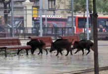 En Aiguafreda usan orina de lobo para mantener alejado al jabalí En Aiguafreda usan orina de lobo para mantener alejado al jabalí