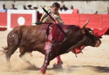 La brutalidad impactante de los festivales taurinos La brutalidad impactante de los festivales taurinos