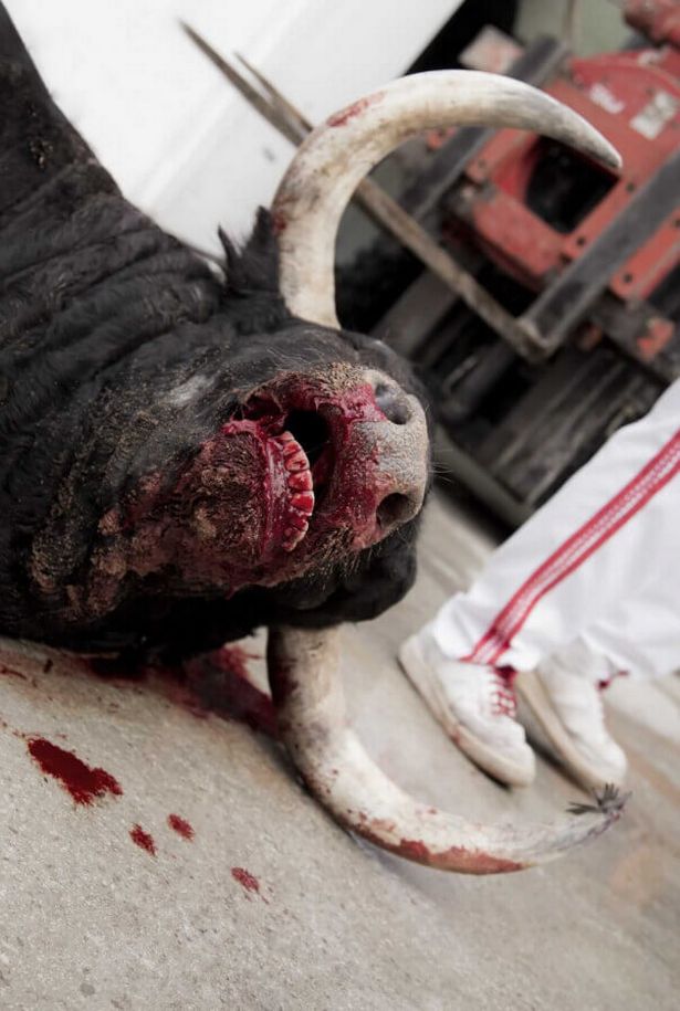 La brutalidad impactante de los festivales taurinos