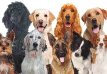 La instromisión humana ha manipulado el cerebro de los perros La instromisión humana ha manipulado el cerebro de los perros