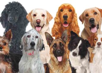 La instromisión humana ha manipulado el cerebro de los perros La instromisión humana ha manipulado el cerebro de los perros