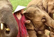 Los viajes sostenibles y la difícil situación de los animales salvajes Los viajes sostenibles y la difícil situación de los animales salvajes