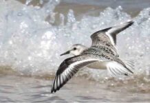 Tres mil millones de aves de América del Norte han desaparecido desde 1970 Tres mil millones de aves de América del Norte han desaparecido desde 1970