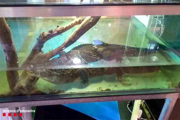Una tienda de reptiles de Barcelona tenía a la venta un caimán de más de un metro