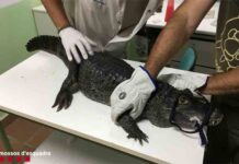 Una tienda de reptiles de Barcelona tenía a la venta un caimán de más de un metro Una tienda de reptiles de Barcelona tenía a la venta un caimán de más de un metro