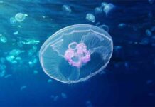 Cómo la evolución construye genes desde cero Cómo la evolución construye genes desde cero