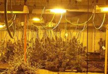 La Guardia Urbana decomisa 3.000 plantas de marihuana en Barcelona La Guardia Urbana decomisa 3.000 plantas de marihuana en Barcelona