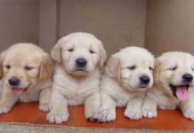 Multa de 150.000 euros a MilAnuncios y Vibbo por vender animales en internet Multa de 150.000 euros a MilAnuncios y Vibbo por vender animales en internet