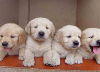 Multa de 150.000 euros a MilAnuncios y Vibbo por vender animales en internet Multa de 150.000 euros a MilAnuncios y Vibbo por vender animales en internet