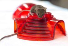 Un fármaco contra el ictus frena el alzheimer en ratones Un fármaco contra el ictus frena el alzheimer en ratones