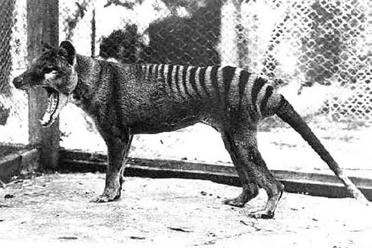 Varias personas han visto recientemente tigres de Tasmania, extinguido desde 1936