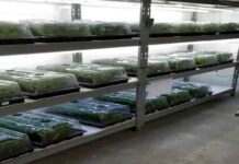 Desarticulada una organización que producía marihuana en naves industriales Desarticulada una organización que producía marihuana en naves industriales