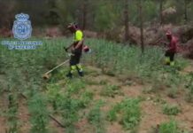 Desmantelada la mayor plantación de marihuana localizada hasta la fecha en Aragón Desmantelada la mayor plantación de marihuana localizada hasta la fecha en Aragón