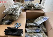 Ingresa en prisión un hombre que transportaba en su camión 82 kilos de marihuana Ingresa en prisión un hombre que transportaba en su camión 82 kilos de marihuana