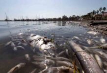 Investigadas 22 personas por los vertidos al Mar Menor Investigadas 22 personas por los vertidos al Mar Menor