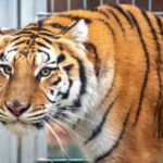 Los tigres rescatados en Polonia encontrarán un nuevo hogar en España