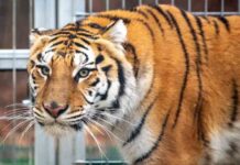Los tigres rescatados en Polonia encontrarán un nuevo hogar en España Los tigres rescatados en Polonia encontrarán un nuevo hogar en España