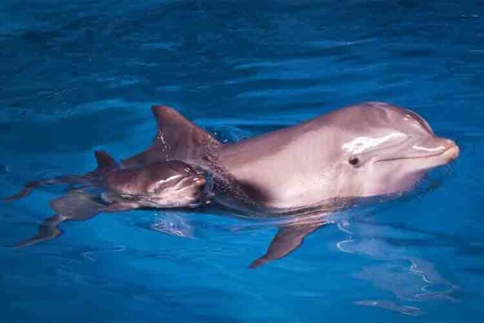 Muere a causa de un virus la delfina más vieja del Zoo de Barcelona