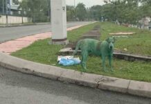 La crueldad de algunos humanos con los animales: Pintan a un perro de verde La crueldad de algunos humanos con los animales: Pintan a un perro de verde