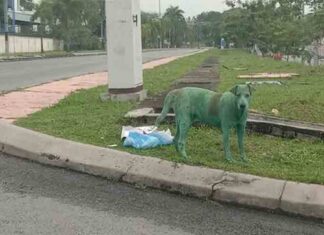 La crueldad de algunos humanos con los animales: Pintan a un perro de verde La crueldad de algunos humanos con los animales: Pintan a un perro de verde