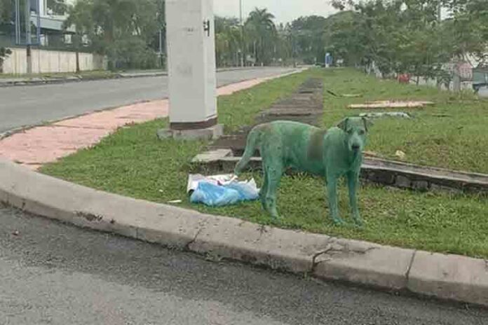 La crueldad de algunos humanos con los animales: Pintan a un perro de verde