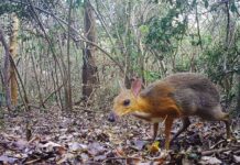 Reaparece el Ciervo Ratón de Vietnam después de 30 años Reaparece el Ciervo Ratón de Vietnam después de 30 años