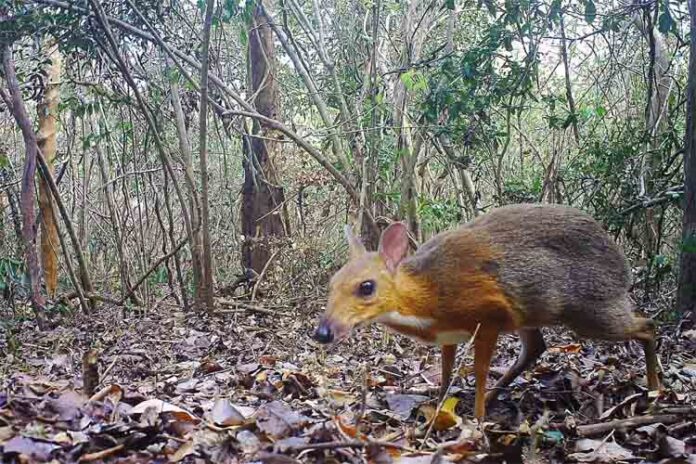 Reaparece el Ciervo Ratón de Vietnam después de 30 años