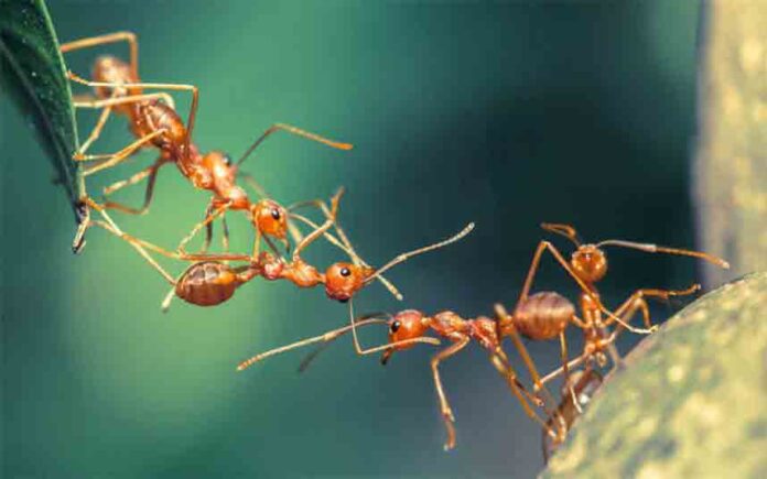 Las hormigas españolas encuentran el camino a casa caminando hacia atrás