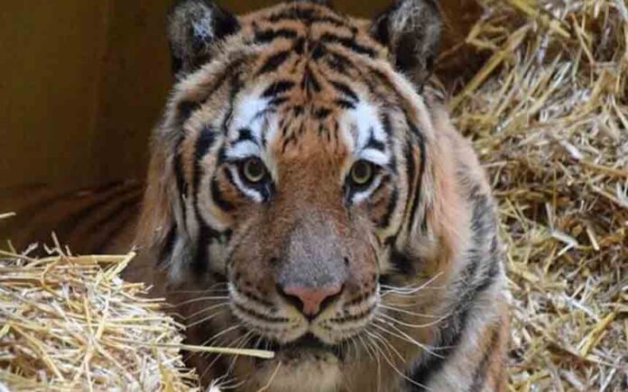 Los tigres rescatados en Polonia ya están de camino a Alicante